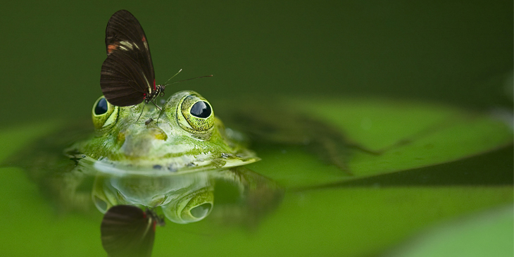 Frog and butterfly in pond