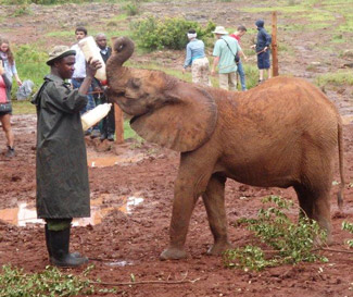 Simon Africa blog elephant being fed