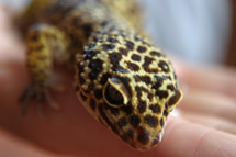 Margaret Kerry gecko - image