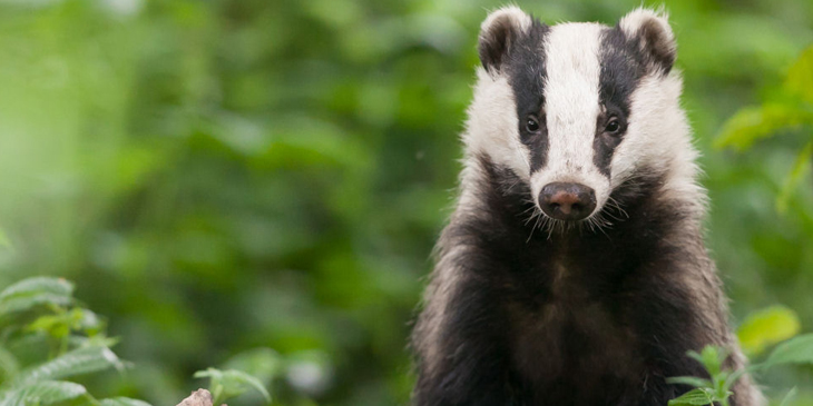 a badger in a woodland