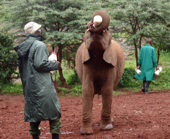 Simon Africa blog elephant holding bottle Simon Africa blog elephant holding bottle