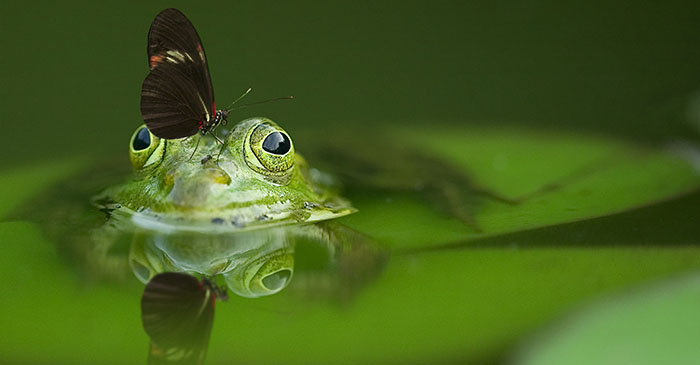 A green frog in water with a butterfly on it's nose