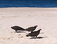 turkey vultures